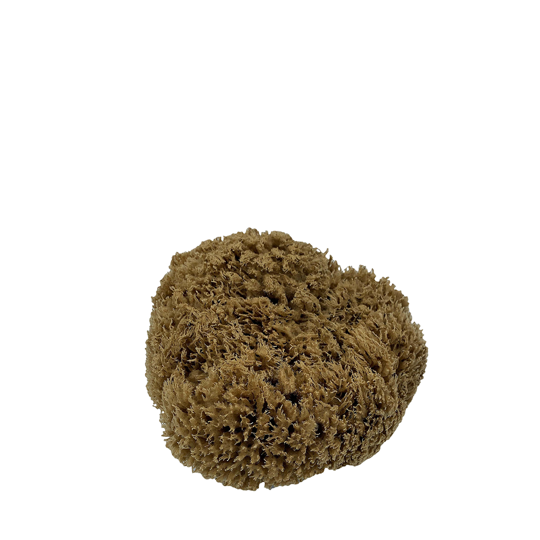 Sea Sponge - Natural Mediterranean