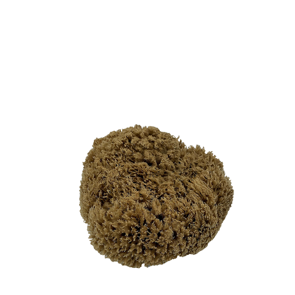 Sea Sponge - Natural Mediterranean