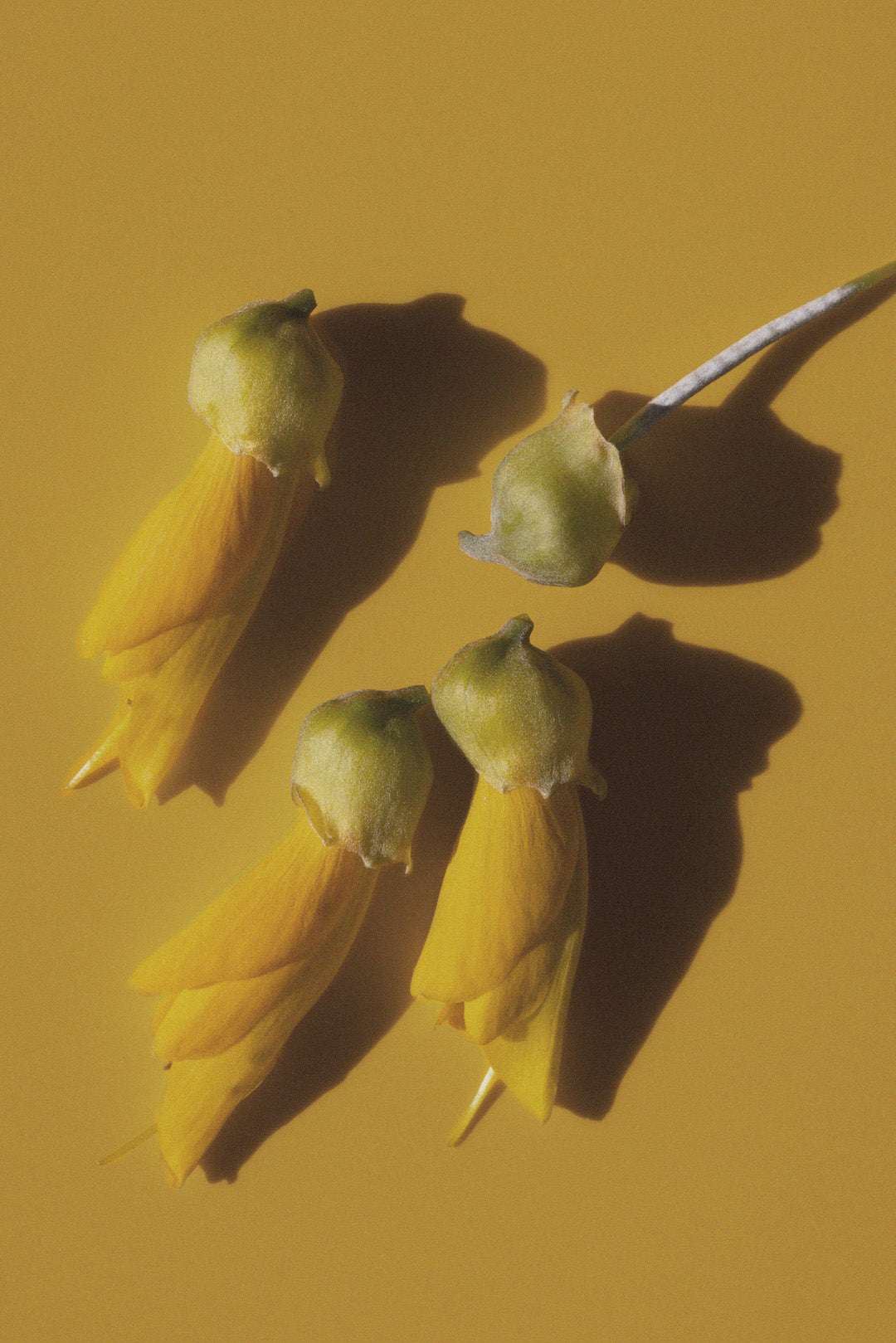 Kowhai