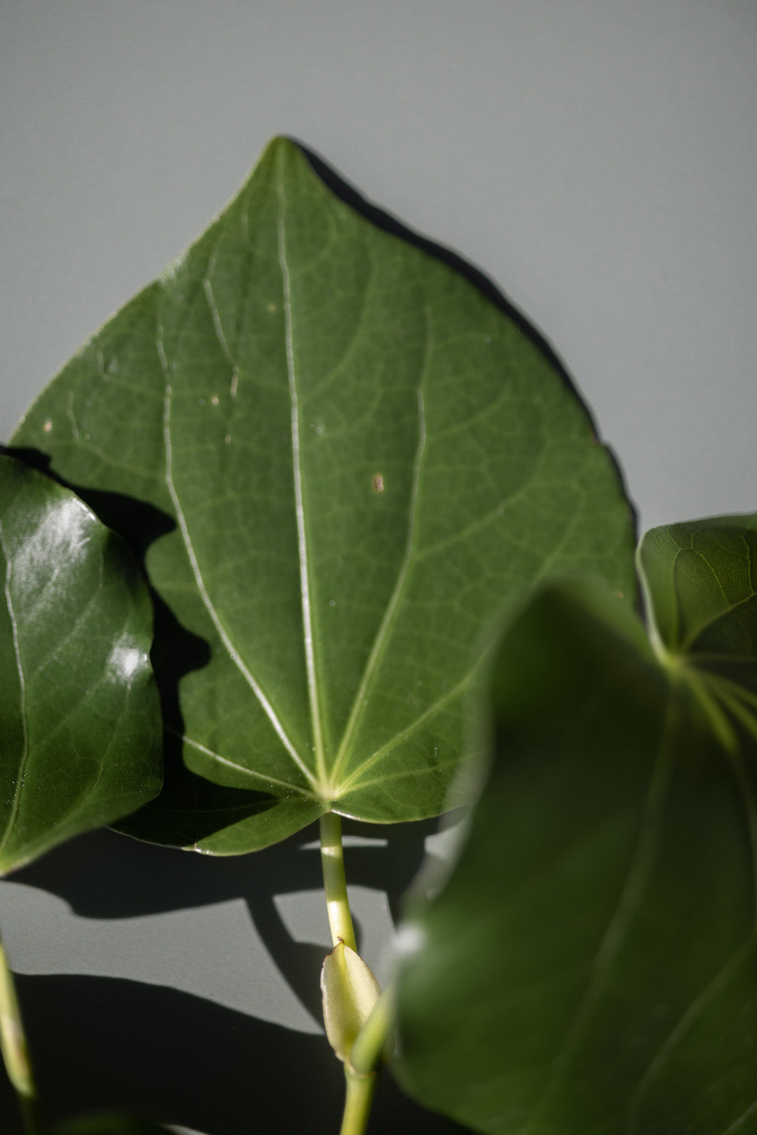 Kawakawa