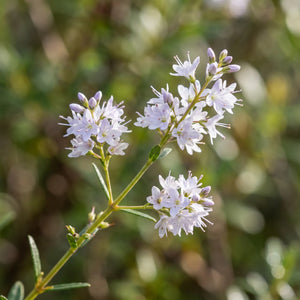 Koromiko Extract