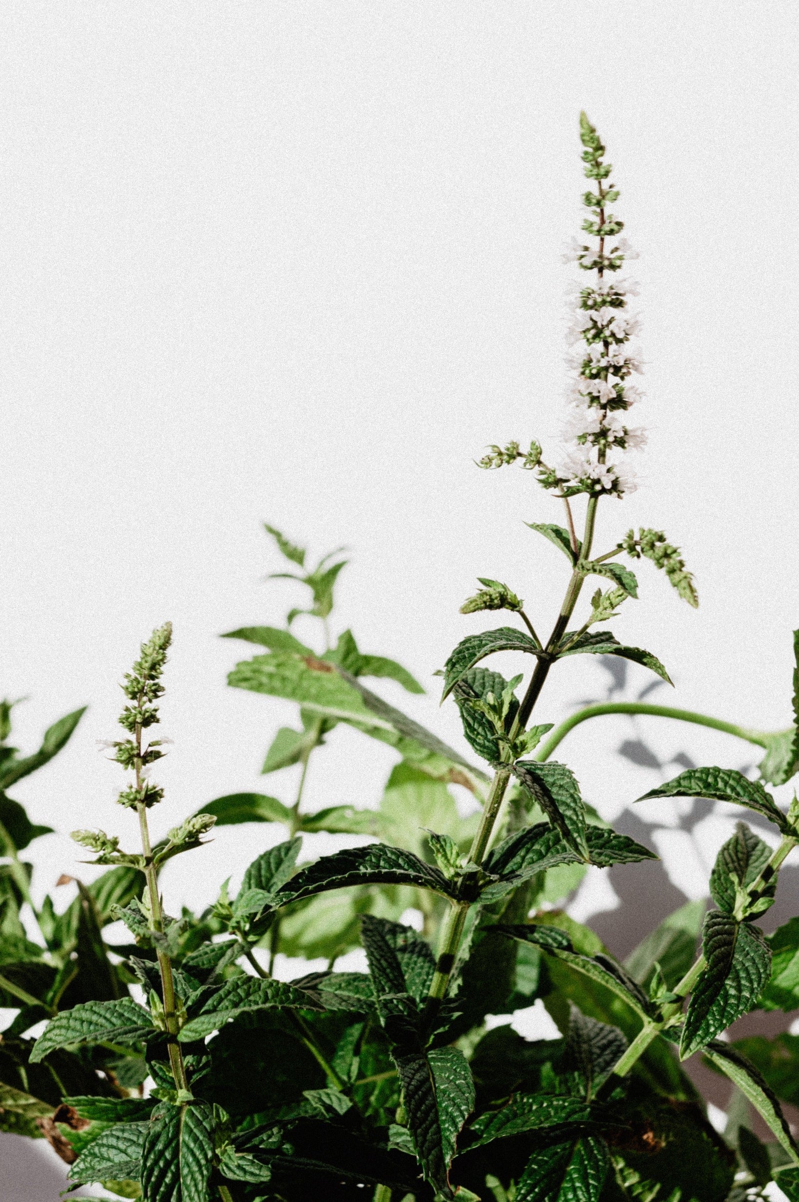 Horopito & Mint Leaf Bench Spray