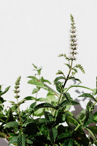 Horopito & Mint Leaf Bench Spray