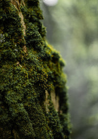 Amipere & Moss Bark Candle